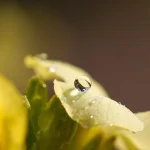 春の花を楽しむためのガーデニングのポイント