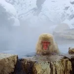 手軽に楽しめる日帰り温泉旅行