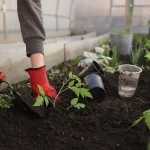 春の家庭菜園で収穫した野菜を使った節約料理