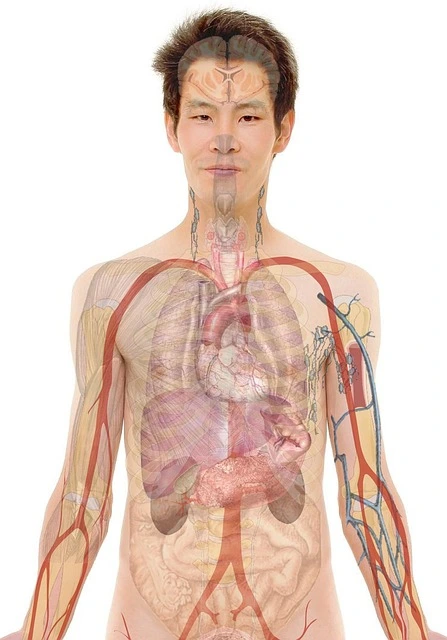 シニア世代の心と体を癒すペットとの暮らし方の工夫とは？