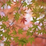 日本映画の中での感情の探求