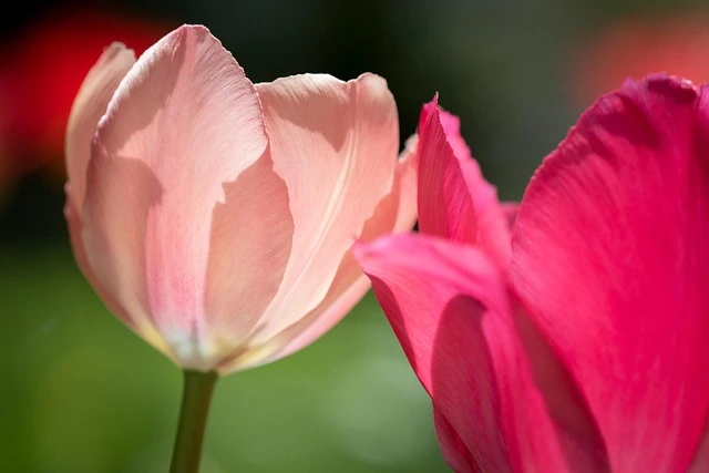 季節ごとの花を楽しむガーデニングの工夫