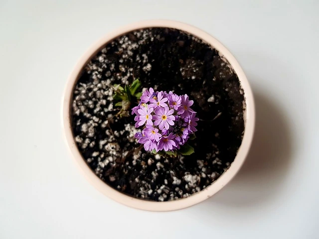 鉢植えで楽しむおしゃれなベランダ園芸